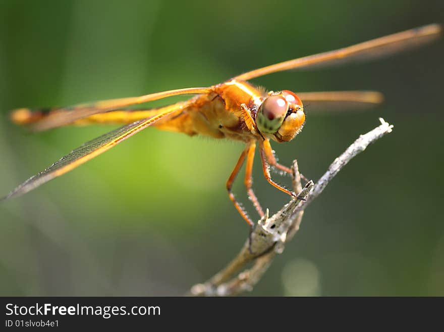 Orange Dragonfly close up with a green background