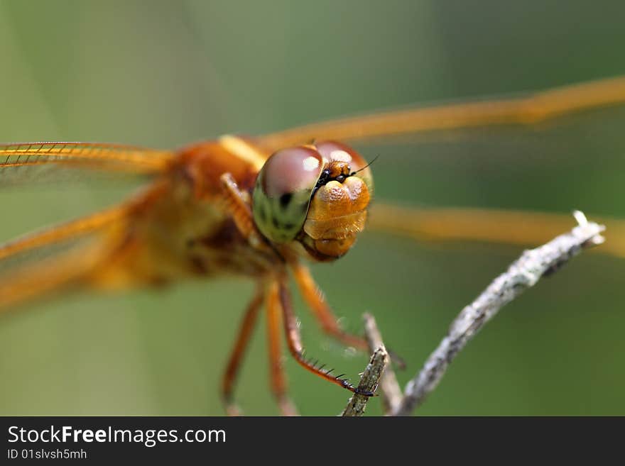 Orange Dragonfly close up with a green background