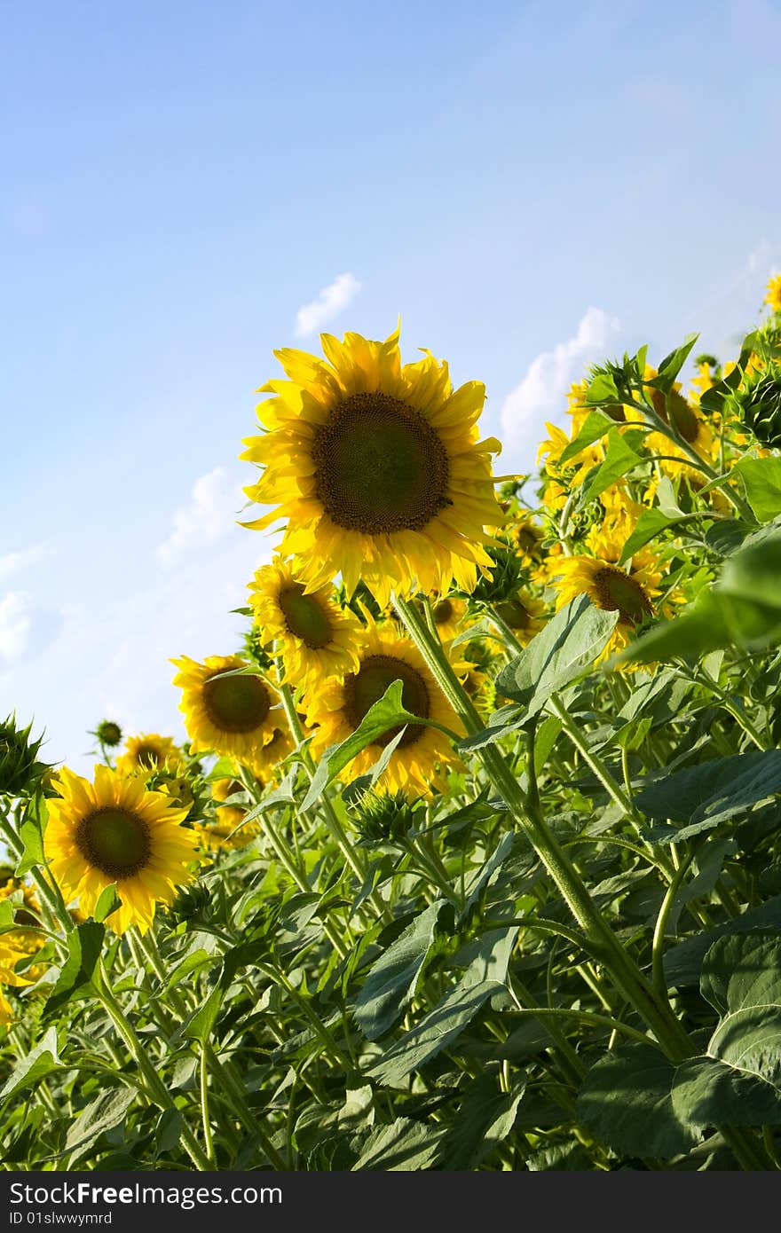 Sunflowers under the sunlight with blue sky