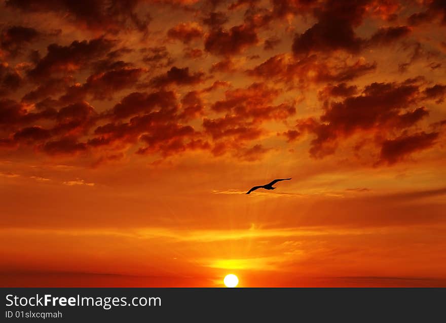 Beautiful sunset and flying bird