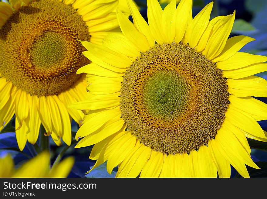 Sunflower - detail