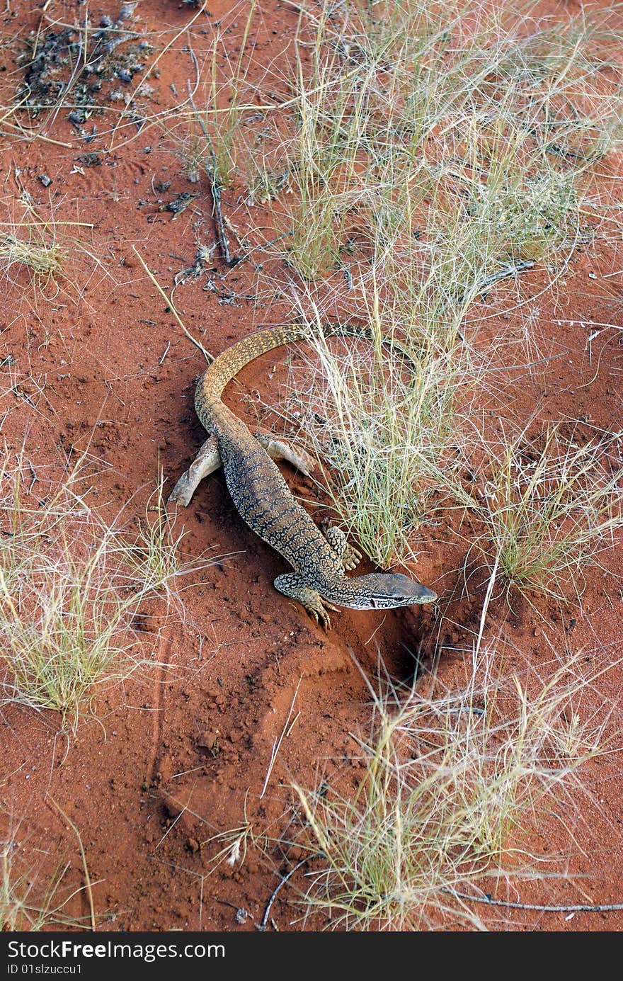 Gold Iguana - an animal of Australian desert. Gold Iguana - an animal of Australian desert.