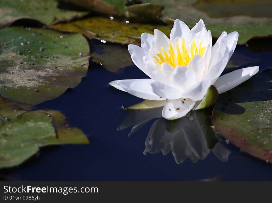 White water lily with reflection