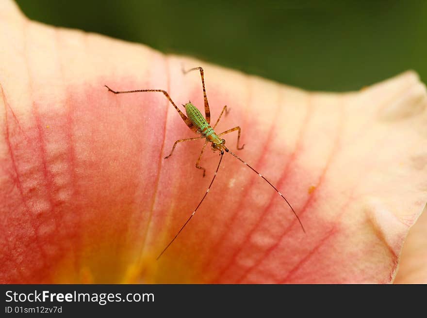 Small green bug on flower