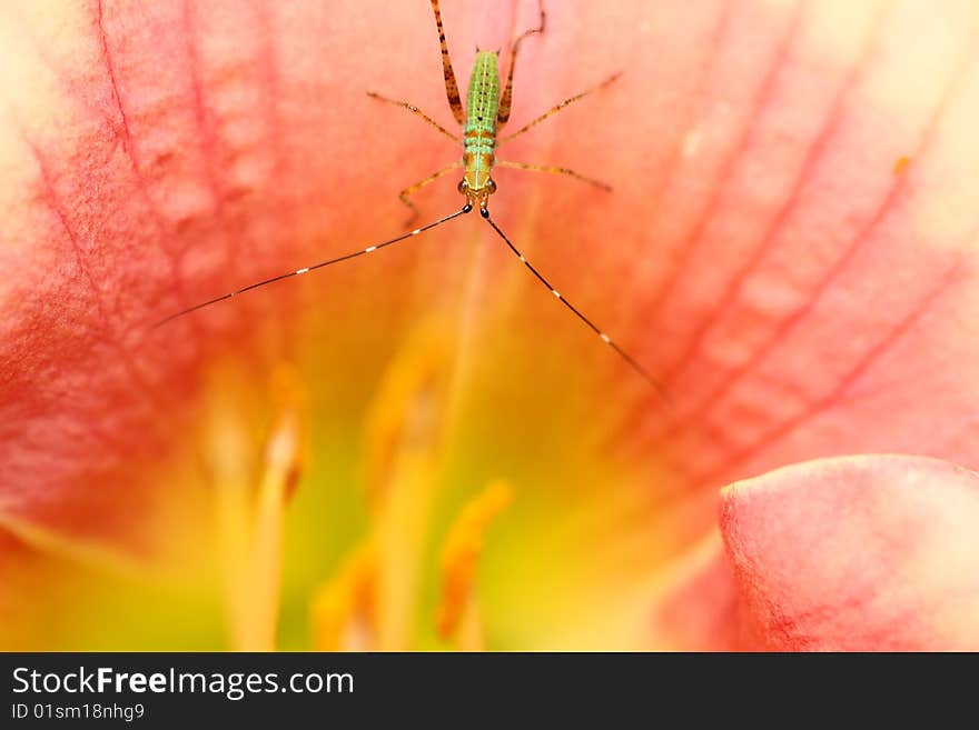 Green bug