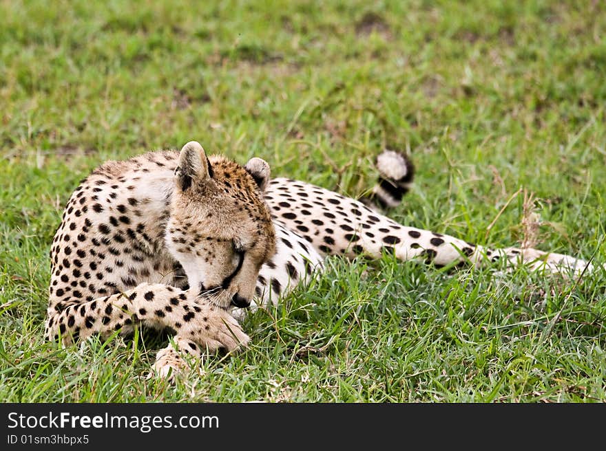 Cheetah cleaning itself in Singita Grumeti Reserves, Tanzania.