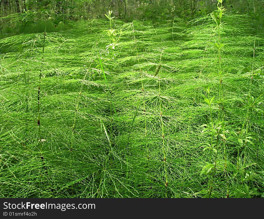 View of fern in a generic forest.