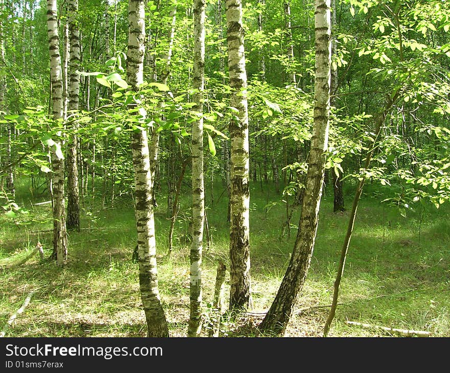 Birch glove in early spring.