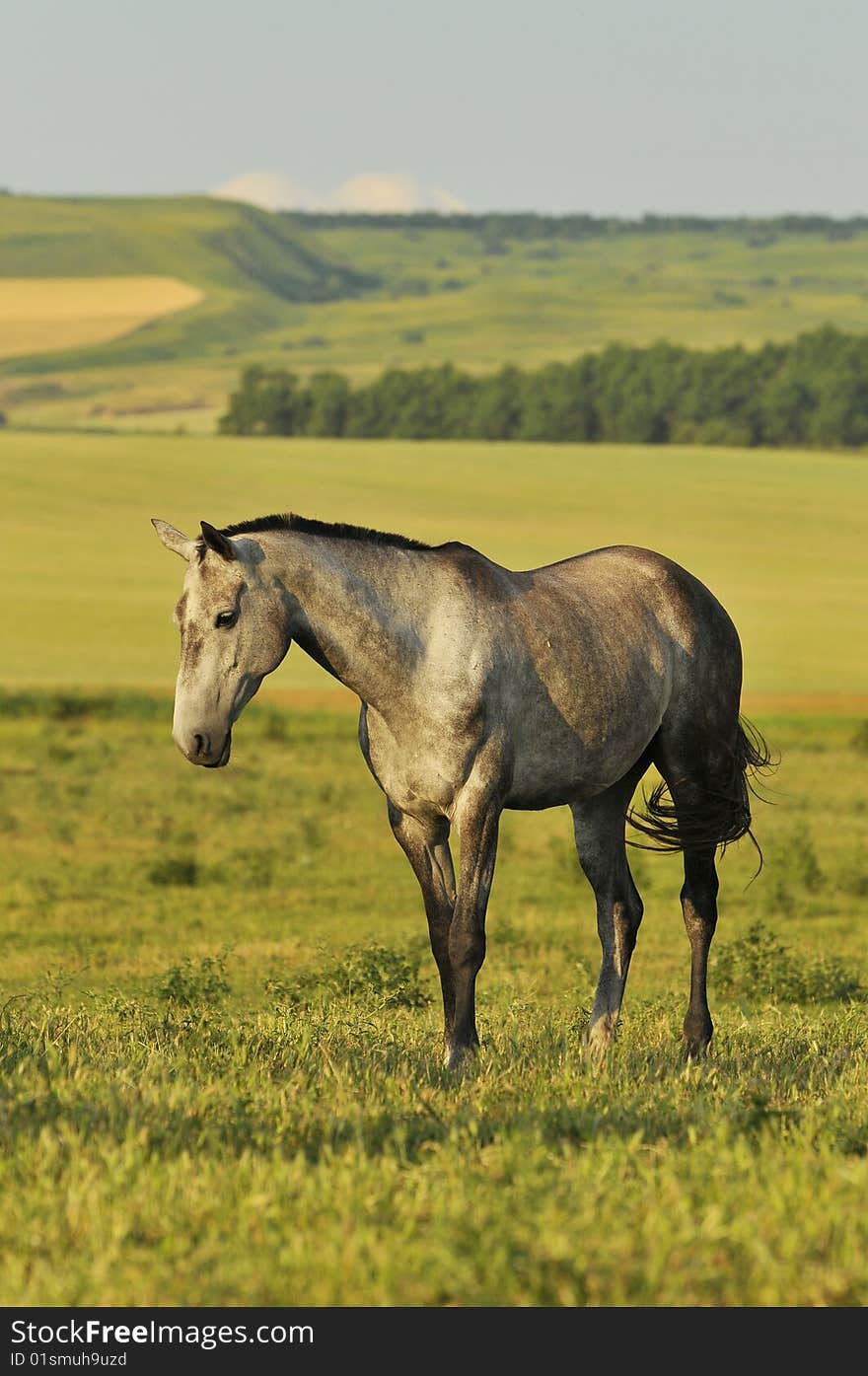 The Gray Horse On The Meadow