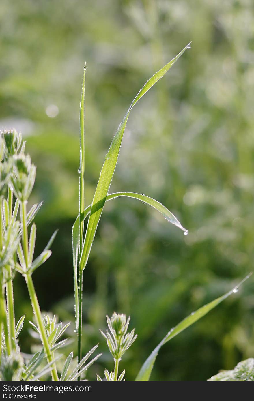 Blade of grass.