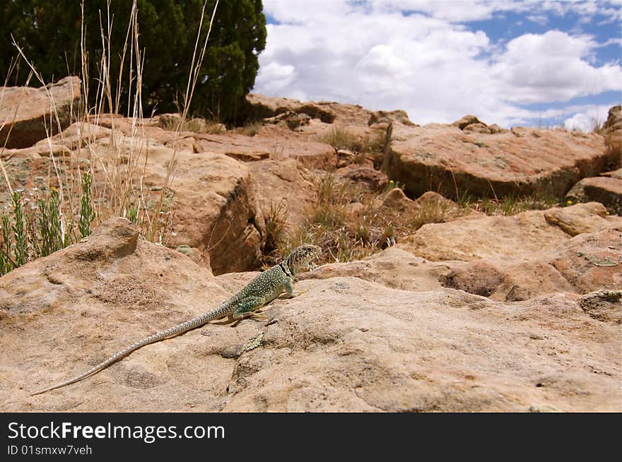 Lizard sitting on Rock In New Mexico. Lizard sitting on Rock In New Mexico