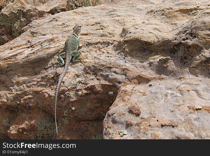 Lizard sitting on Rock In New Mexico. Lizard sitting on Rock In New Mexico