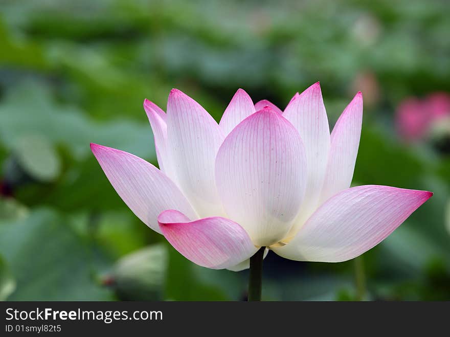 Close up of a fresh lotus