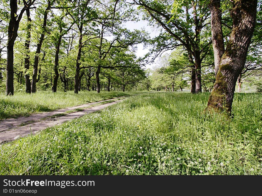 Forest road.