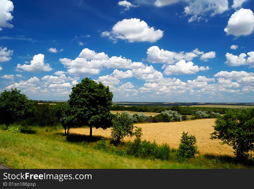 Idyllic summer landscape, large cumuli on dark blue sky and yellow wheat fields