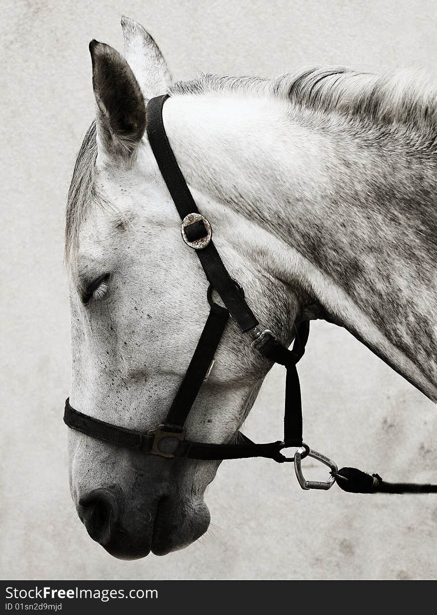 Black and white horsehea, with analog film grain. Black and white horsehea, with analog film grain