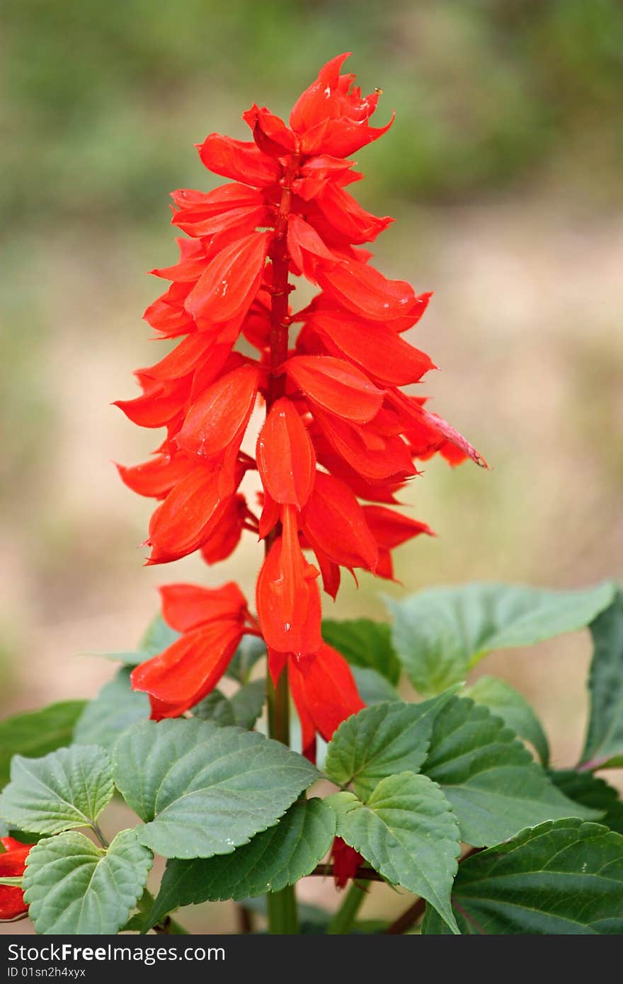 Red flower in nature, green background