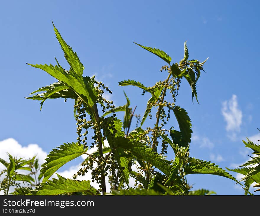 Inflorescence dioecious nettle on background of blue sky with white clouds