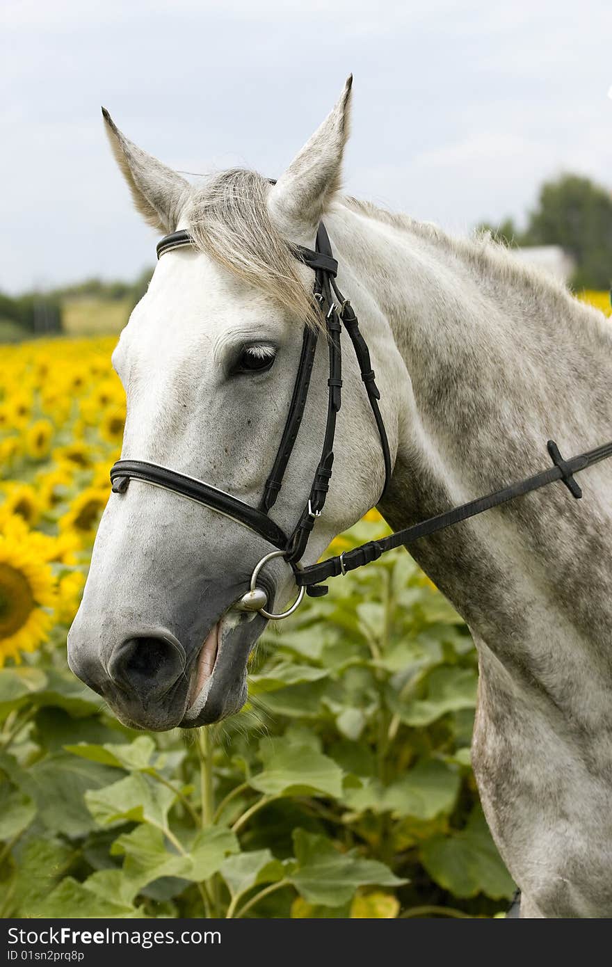 Sad horse in sunflower field