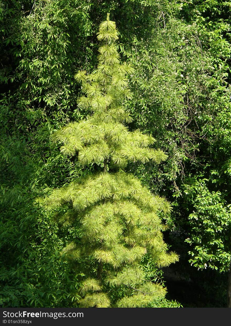 Coniferous trees