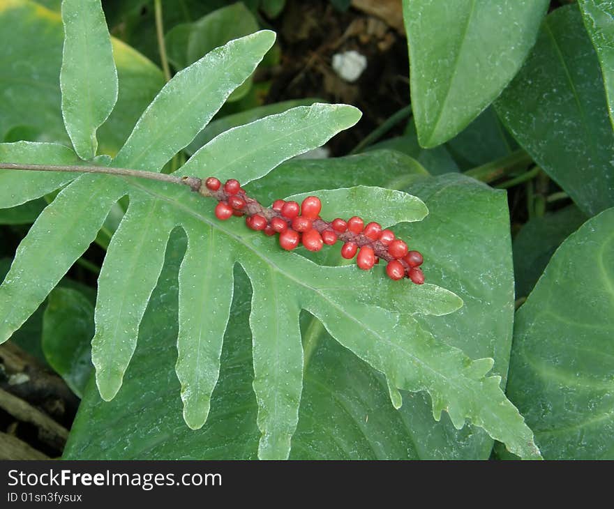 Berries on green leaves