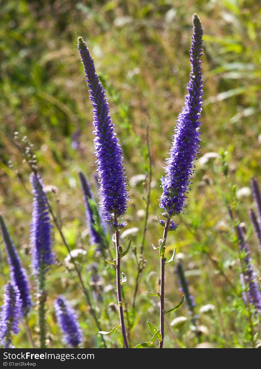 Blue flowers growing on the meadow on background of green grass. Blue flowers growing on the meadow on background of green grass