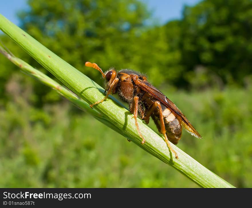 Insect Sawfly (Cimbicidae) 4