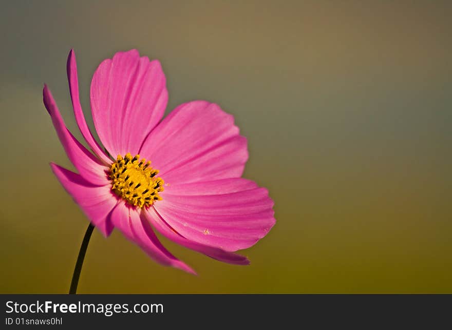 Spring Cosmos Portrait