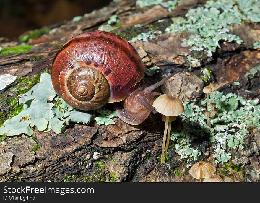 A close-up of the snail on old tree with moss and lichen at small mushrooms. A close-up of the snail on old tree with moss and lichen at small mushrooms.