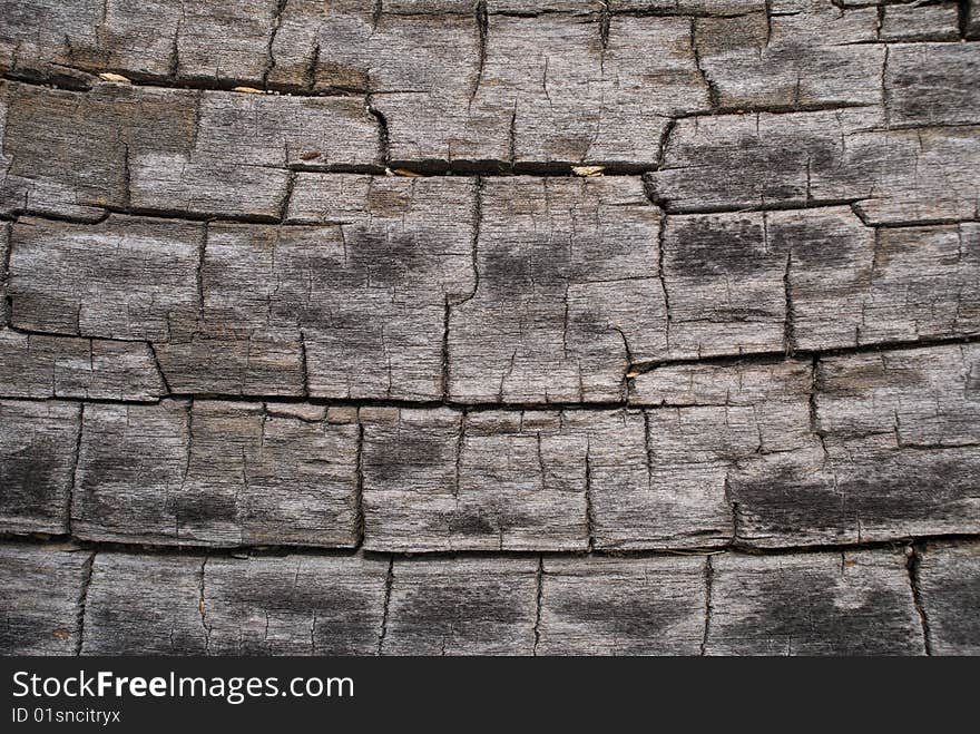 A close-up of surface of very old dry tree with many clefts. A close-up of surface of very old dry tree with many clefts.