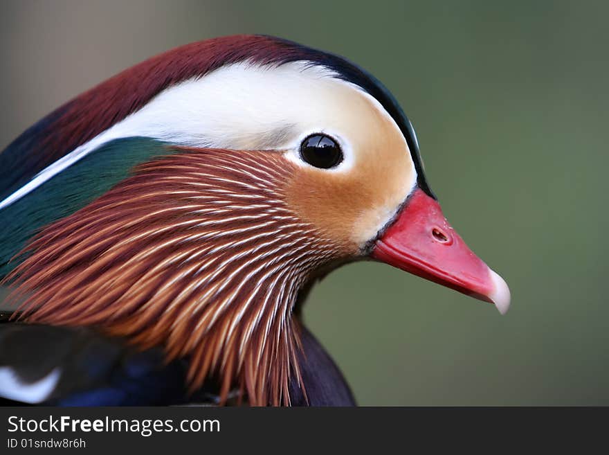 Mandarin duck male close up portrait. Mandarin duck male close up portrait