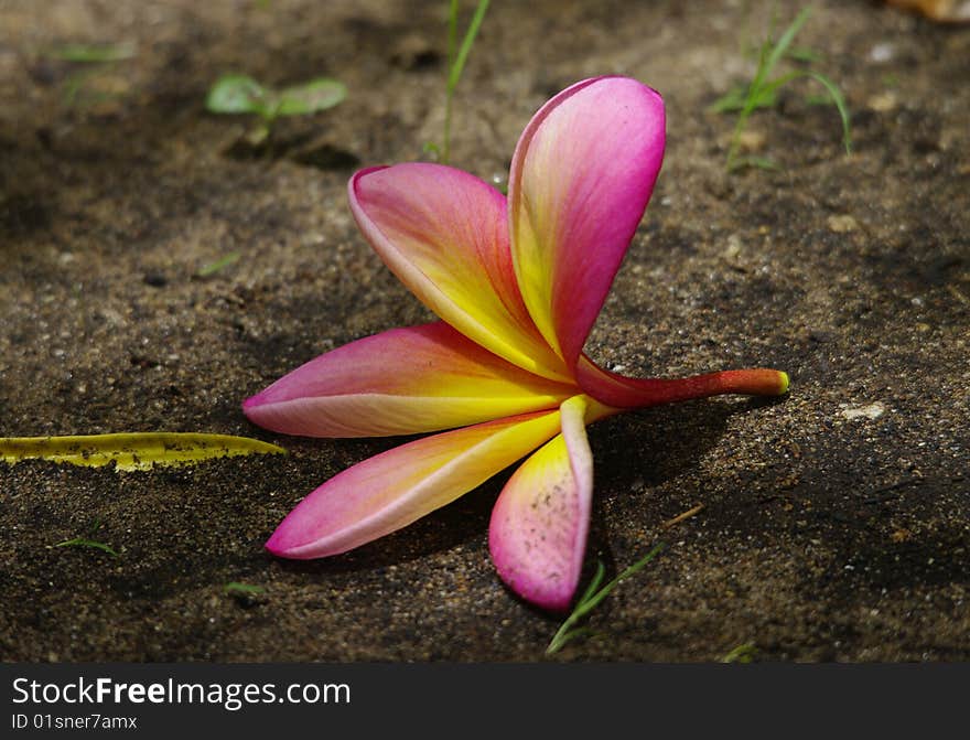 Colorful flower