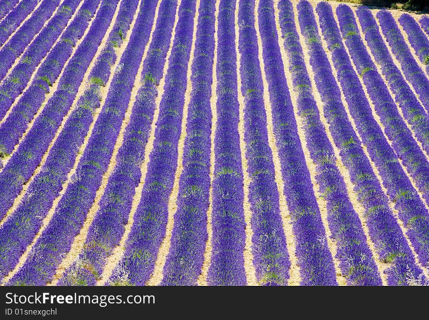 Lavender field, Plateau de Valensole, Provence, France