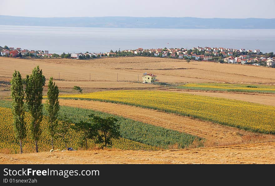 White houses at the coast of the blue sea and a lone yellow house in a pastoral setting with yellow fields of sunflower, harvested wheat fields and three tall green trees infront. Gulf of Saros, Agean Sea. White houses at the coast of the blue sea and a lone yellow house in a pastoral setting with yellow fields of sunflower, harvested wheat fields and three tall green trees infront. Gulf of Saros, Agean Sea.