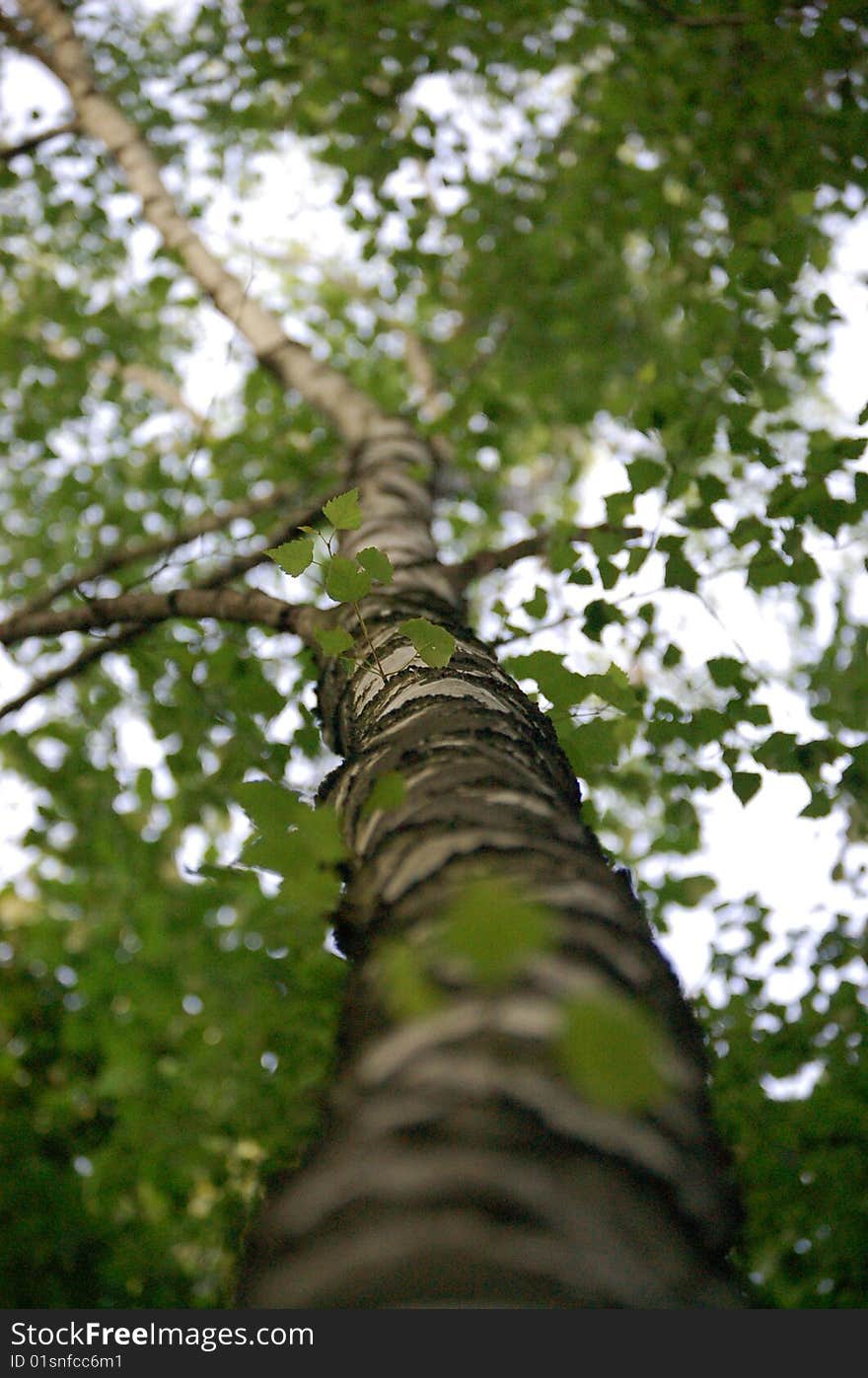 Green tree in the forest