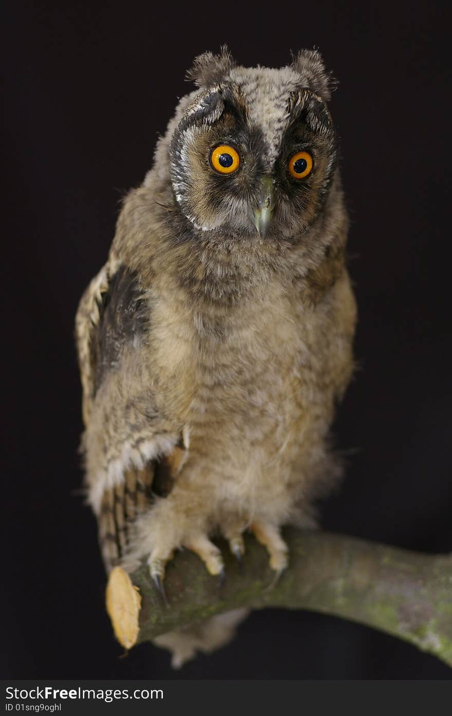 Nestling of owl against the black background