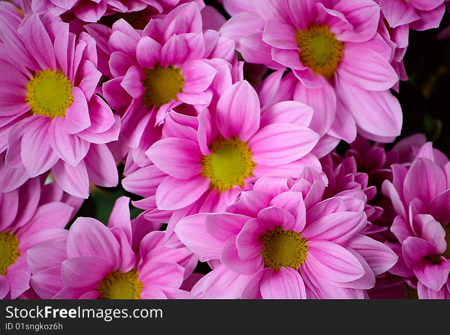 Background from the pink is flowering Gerbers. Background from the pink is flowering Gerbers