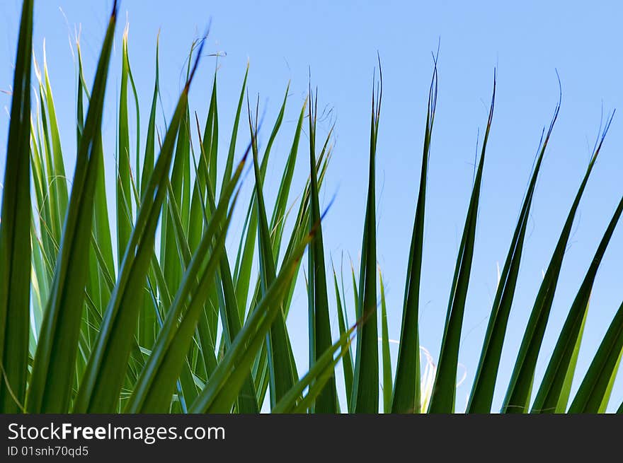 Green palm leaf close-up abstract background