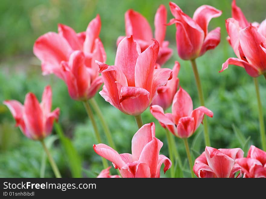 Scarlet Tulips