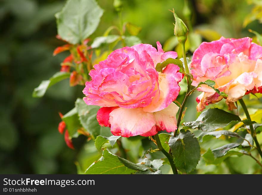 Close up of the rose blossom. Close up of the rose blossom