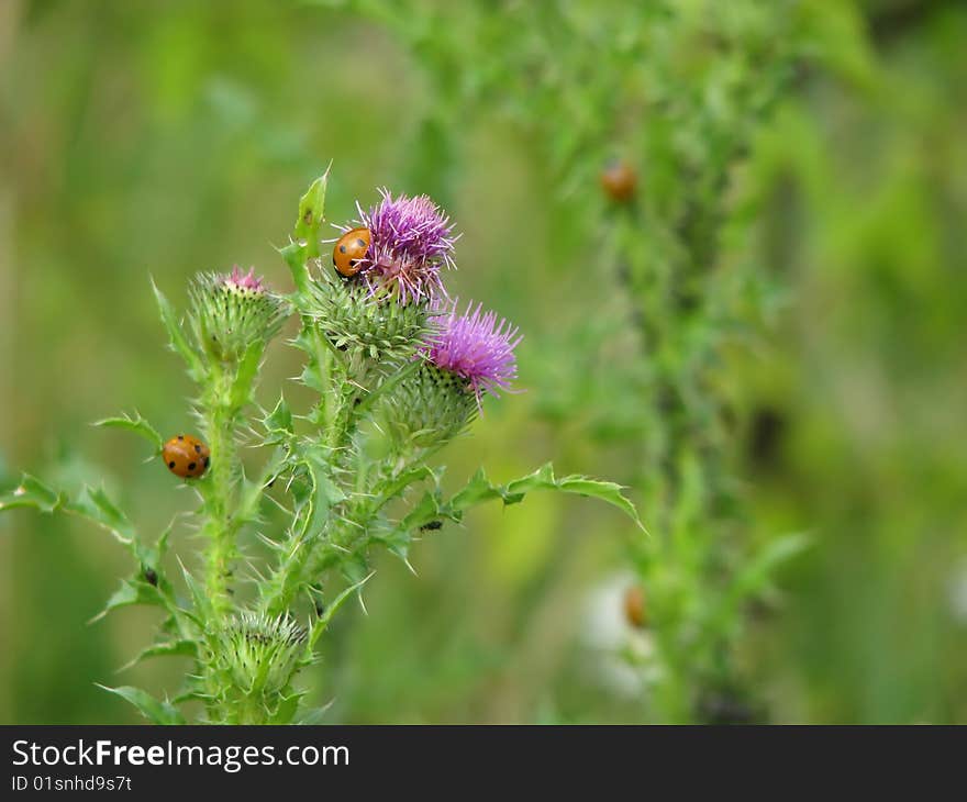 Ladybird And Thorn