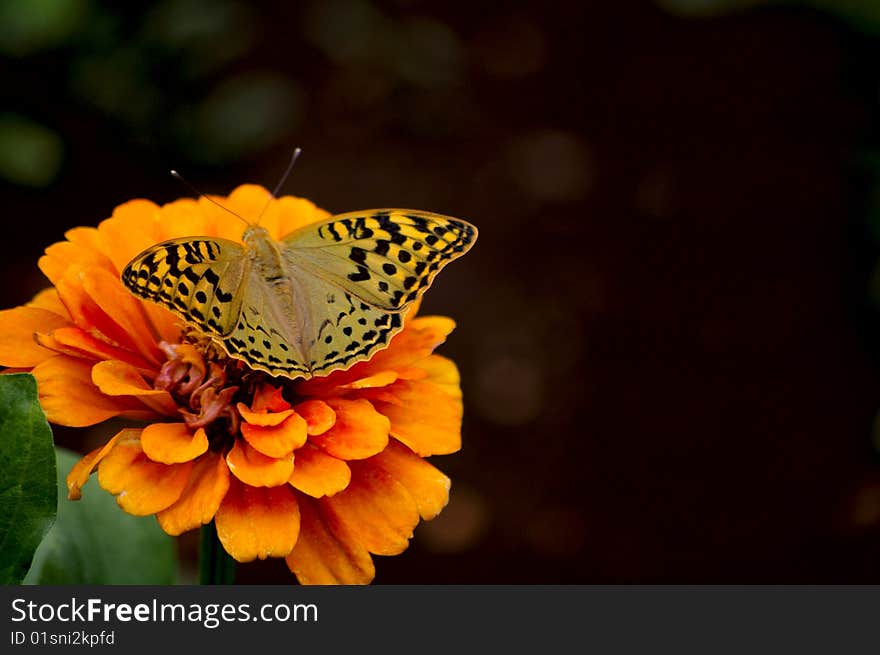 Beautiful moth/butterfly gathers nectar from the flower. Beautiful moth/butterfly gathers nectar from the flower