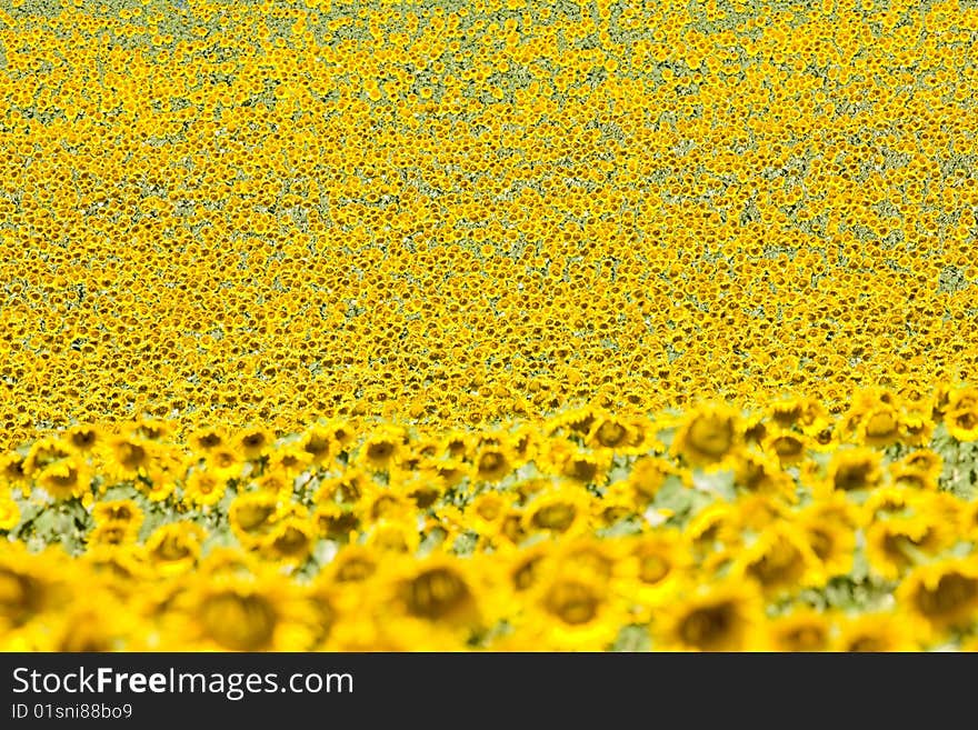 Sunflower field