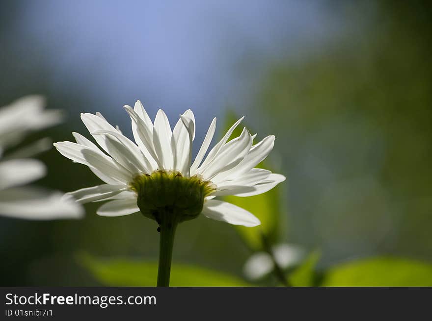 White flower against the dark background