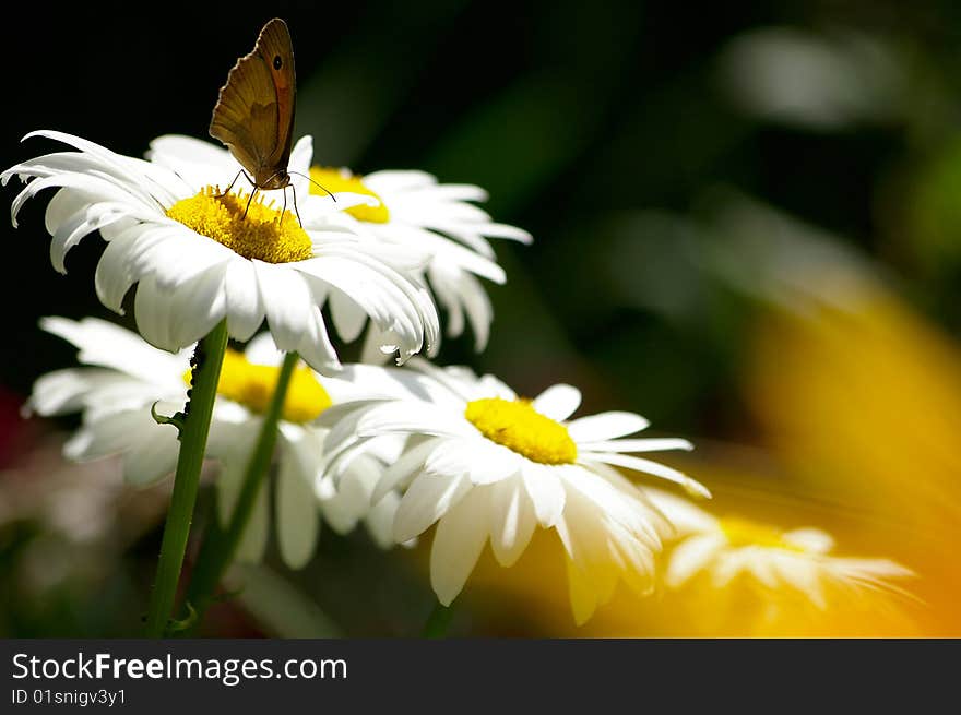 White camomiles