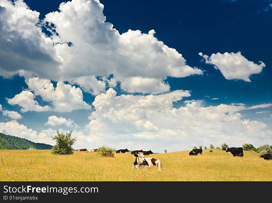 Herd of cows grazing at summer sunny meadow. Herd of cows grazing at summer sunny meadow