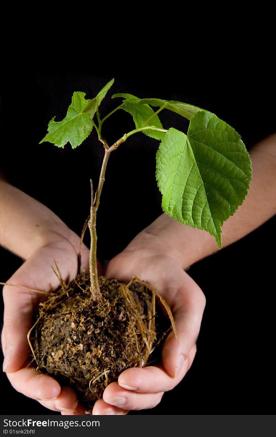 Human hands holding small linden. Human hands holding small linden