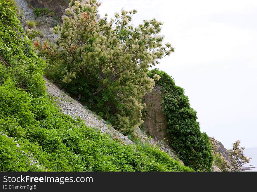 Mountain full of different plants