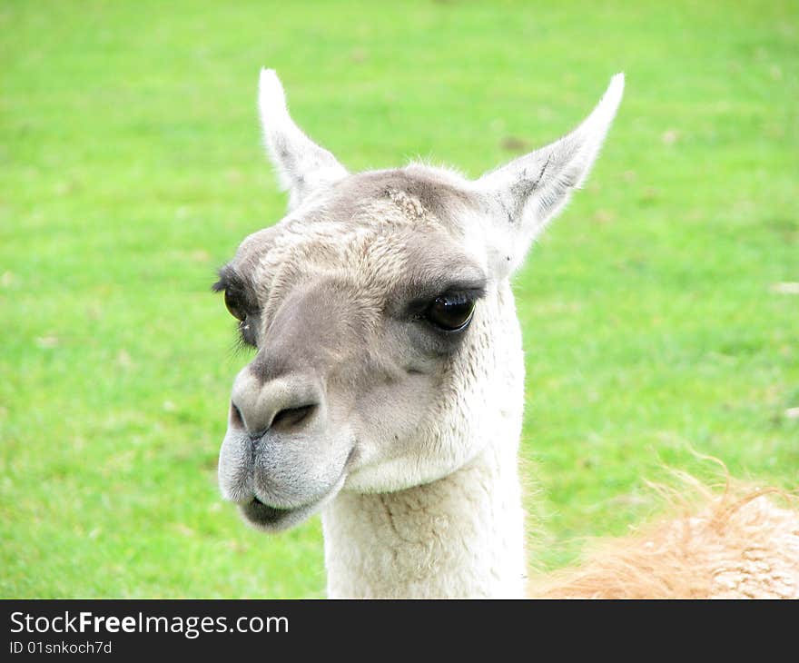 A close up view of a lama, having a sarcastic look. You never know when he wants to spit. A close up view of a lama, having a sarcastic look. You never know when he wants to spit.