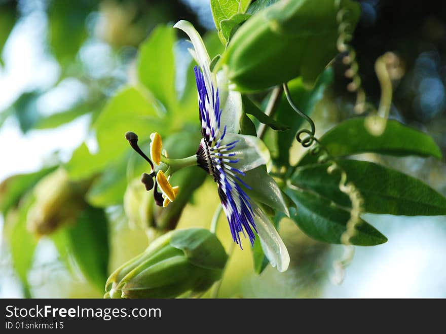 This is the passion flower. It's photographed in my garden.